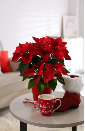 Poinsettia